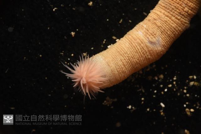 未知種管體星蟲藏品圖，第7張