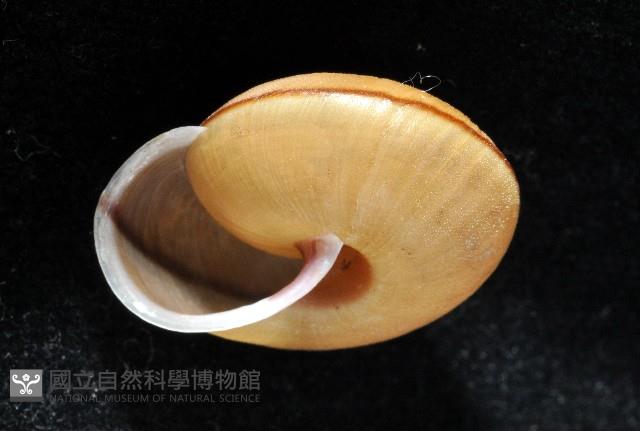 鱗高腰蝸牛(鱗菱蝸牛)藏品圖，第7張