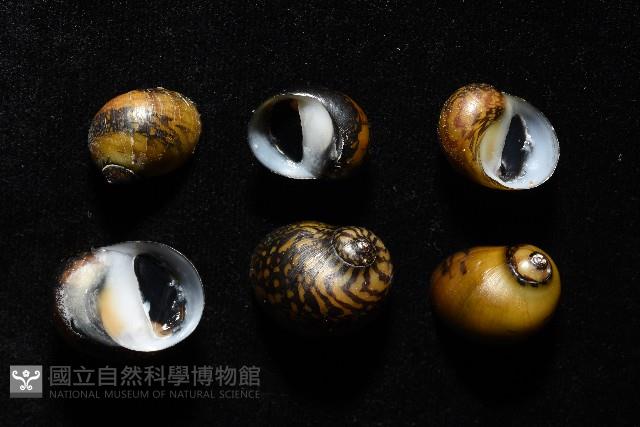 細斑蜑螺藏品圖，第7張