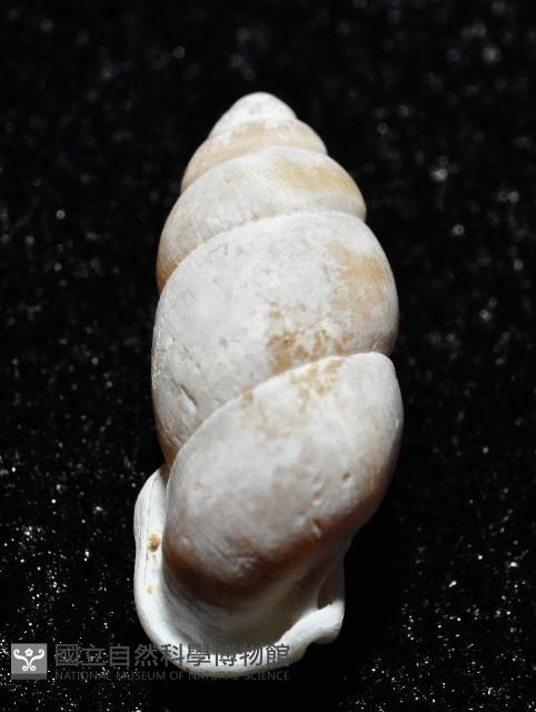 梅山豆蝸牛藏品圖，第7張