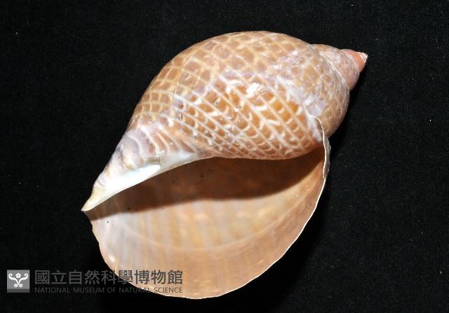 鶉螺藏品圖，第7張