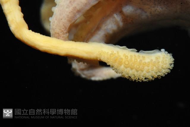 燕尾烏賊藏品圖，第7張