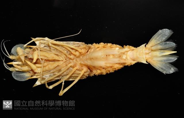 新種雕褐蝦藏品圖，第7張