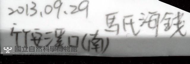 馬氏海錢(馬氏扣海膽)藏品圖，第7張