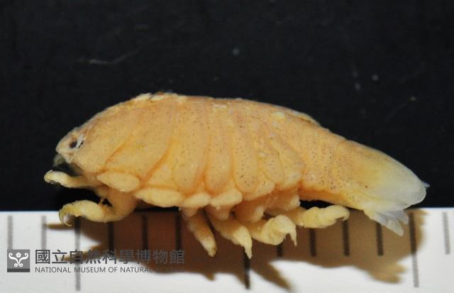 福山魚怪(新種)藏品圖，第7張