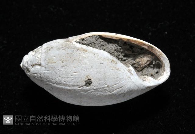 中華大耳螺藏品圖，第7張