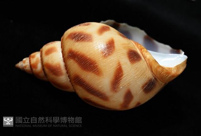 象牙鳳螺藏品圖，第7張