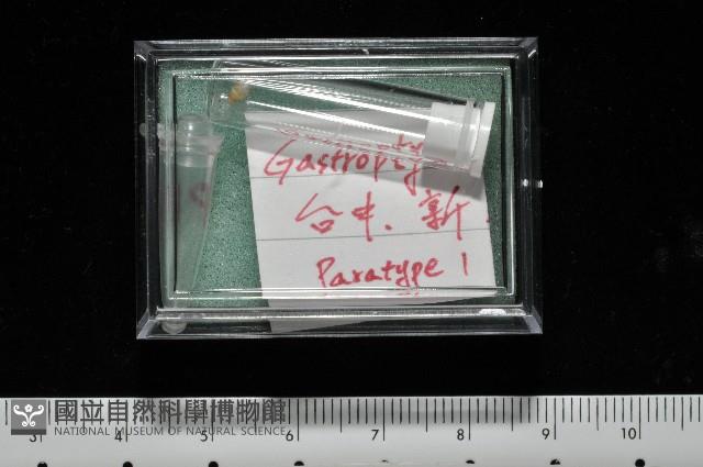左旋扁芝麻蝸牛藏品圖，第7張