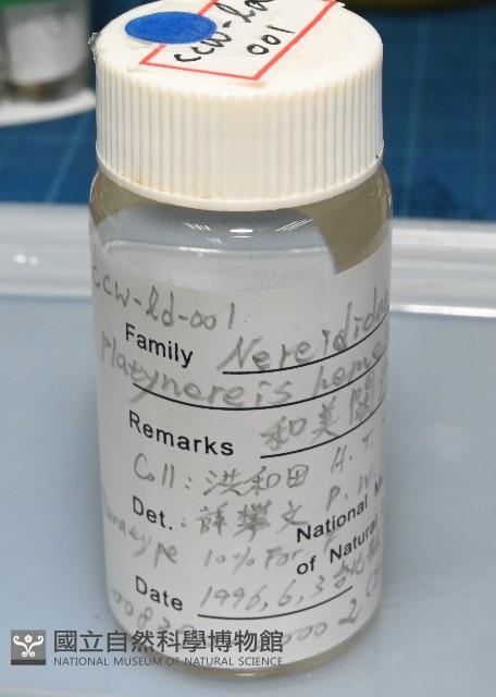 和美闊沙蠶藏品圖，第7張