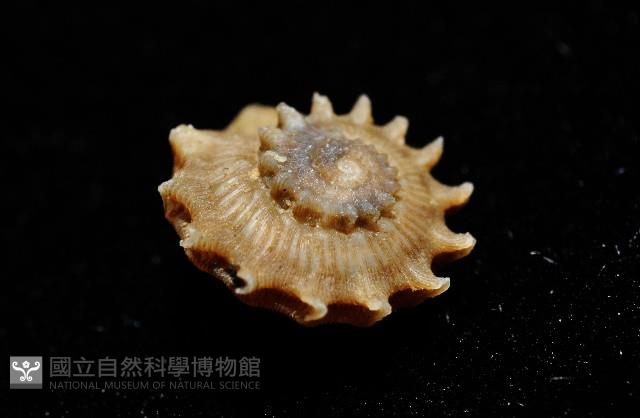 百夫長花冠螺藏品圖，第7張