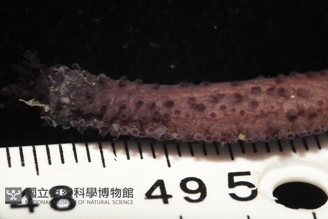 非洲異瓜參藏品圖，第7張