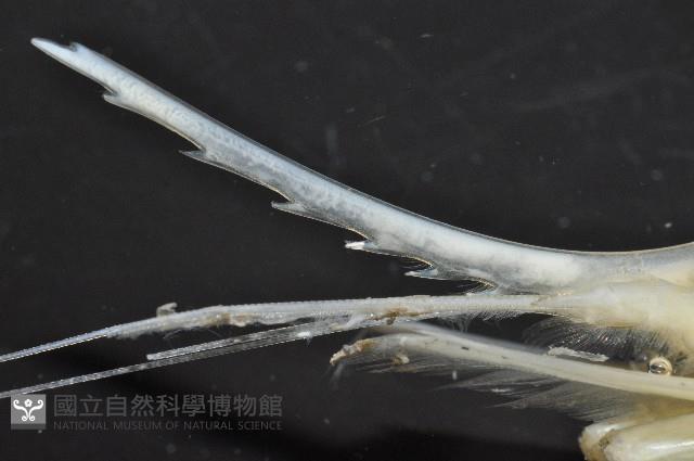 學羽紅蝦藏品圖，第7張