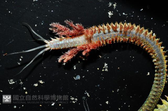 未知種巢沙蠶藏品圖，第7張