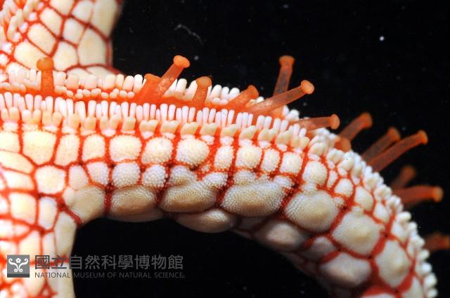單鏈蛇星(珠鏈單鰓海星)藏品圖，第7張