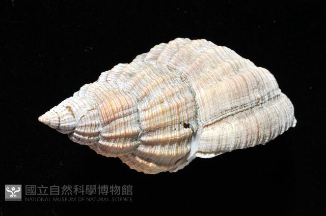 巨核螺藏品圖，第7張