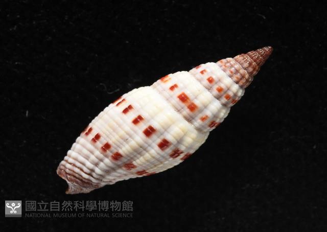 吸血蛹筆螺藏品圖，第7張