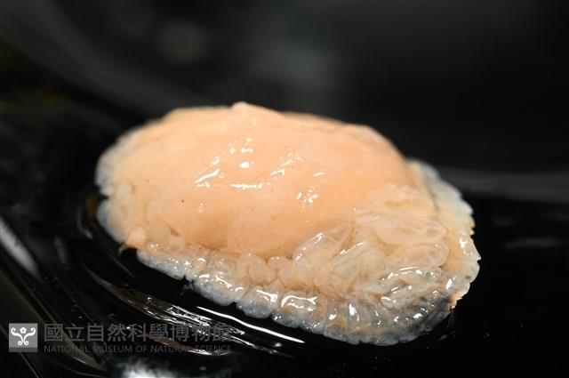 思氏不對稱鰓虱藏品圖，第7張