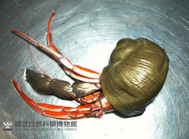 造殼海葵之一種藏品圖，第7張