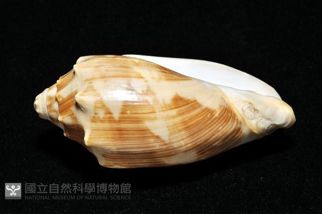 蝙蝠渦螺藏品圖，第7張