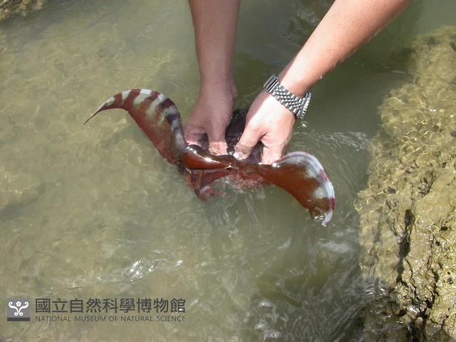 印太水孔蛸藏品圖，第7張