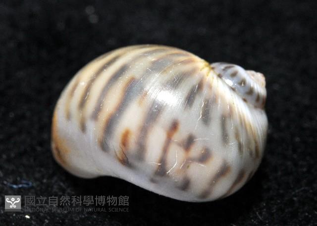 小灰玉螺藏品圖，第7張