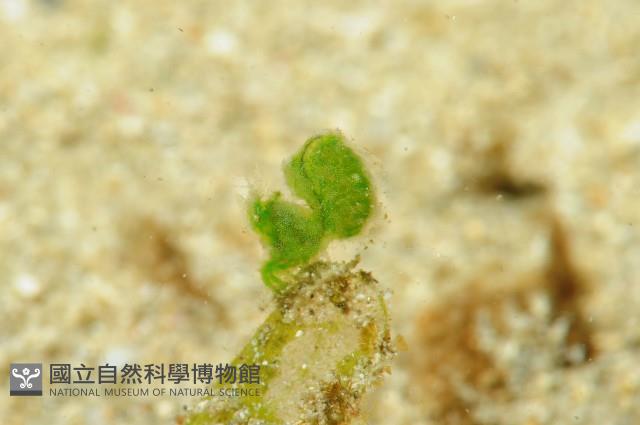 毛毛蝦藏品圖，第7張
