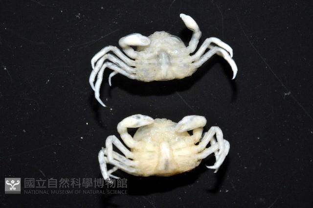 中華蚶豆蟹藏品圖，第7張