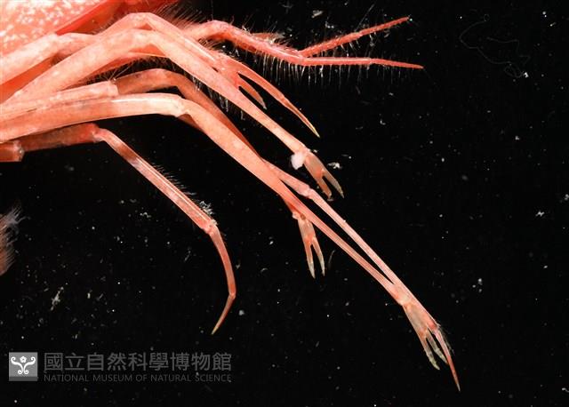 大管鞭蝦(憂鬱管鞭蝦)藏品圖，第7張
