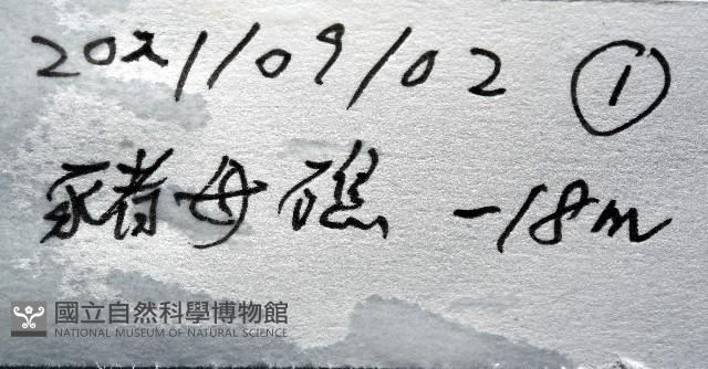 未知種真網柳珊瑚藏品圖，第7張