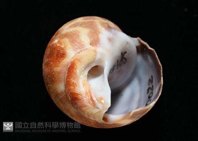 深溝鳳螺藏品圖，第7張