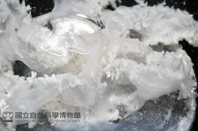 倒立水母(仙后水母)藏品圖，第7張