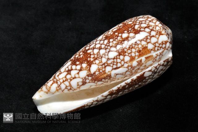登錄號:007819-00062藏品圖，第7張