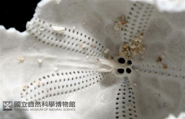脊背壺海膽藏品圖，第7張