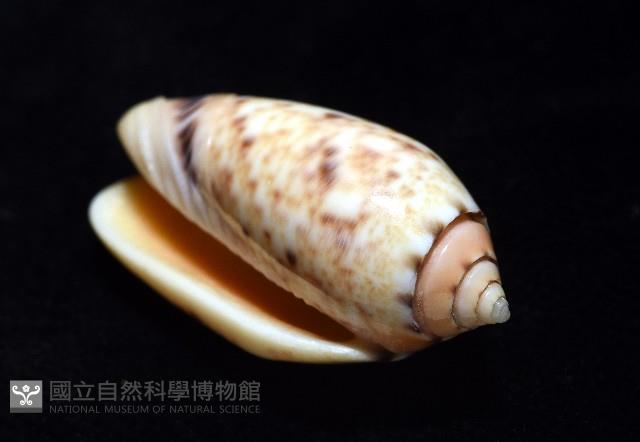 登錄號:007819-00132藏品圖，第7張