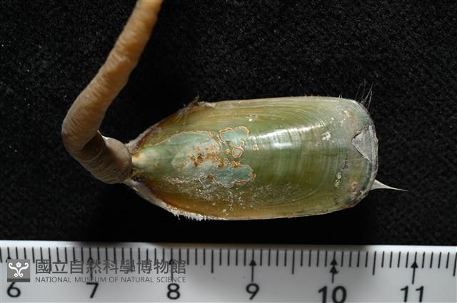 亞氏海豆芽藏品圖，第7張