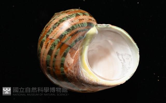 貓眼蠑螺藏品圖，第7張