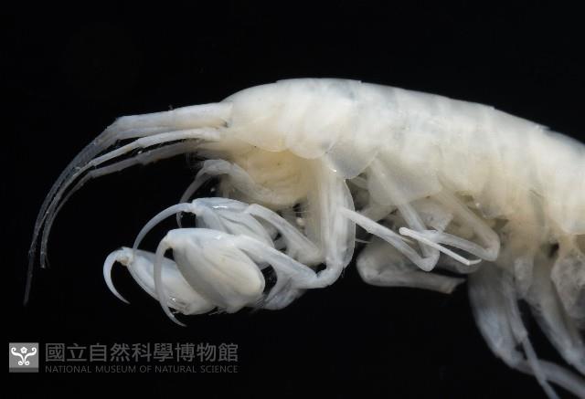 未知種深海鉤蝦藏品圖，第7張