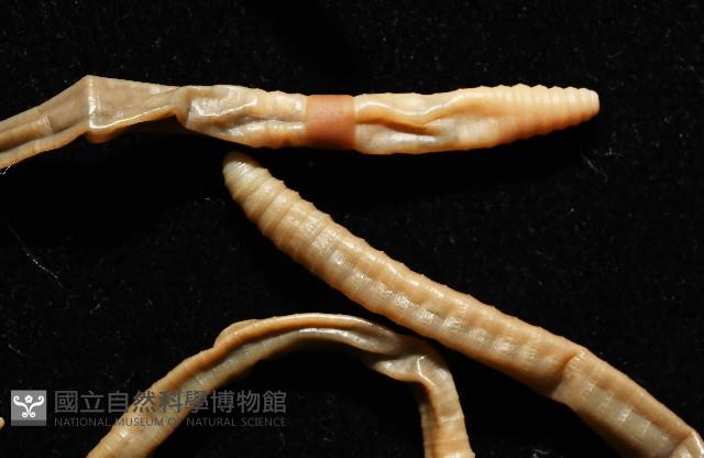 墾丁遠環蚓藏品圖，第7張