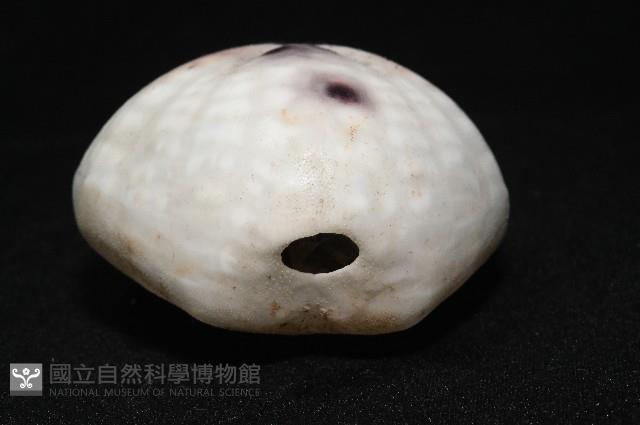 心形緣帶海膽藏品圖，第7張