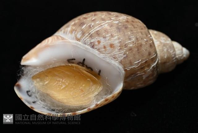 南非鳳螺藏品圖，第7張