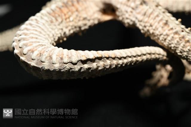 鞭枝蛇尾藏品圖，第27張