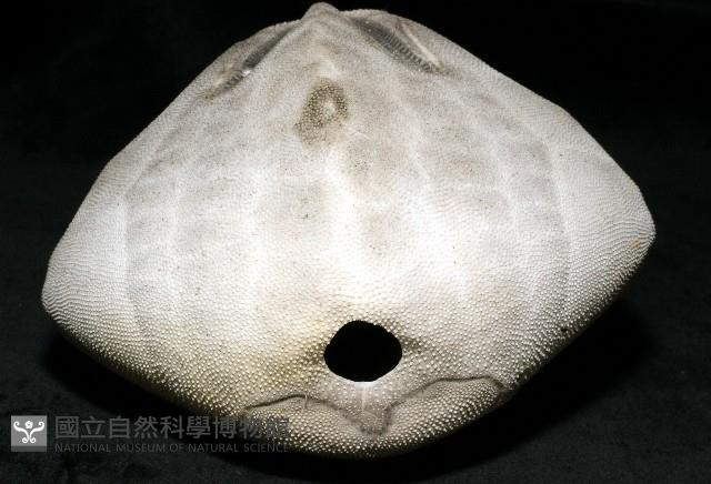 脊背壺海膽藏品圖，第27張
