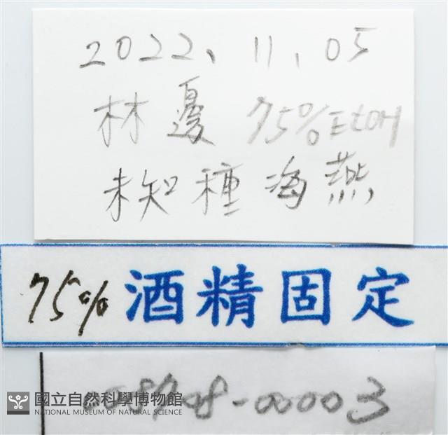 伯頓海燕藏品圖，第12張