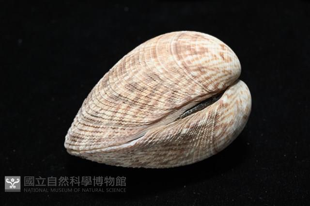 千妮簾蛤藏品圖，第12張