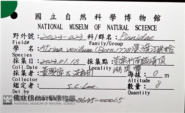 黑旗江珧蛤藏品圖，第12張