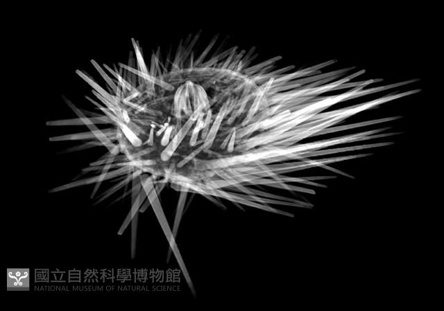 口鰓海膽藏品圖，第12張