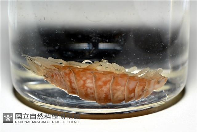 未知種尖甲水虱藏品圖，第12張