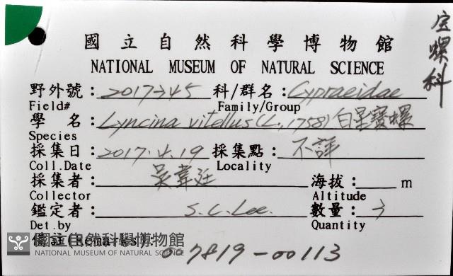 白星寶螺藏品圖，第12張