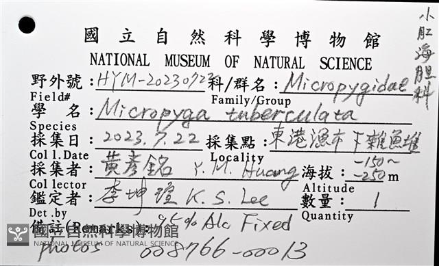 疣小肛海膽藏品圖，第12張
