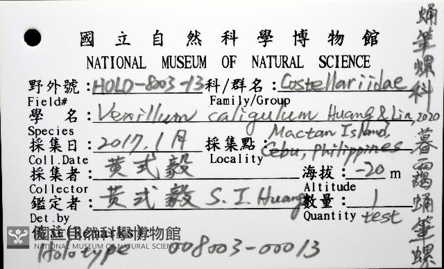 暮靄蛹筆螺藏品圖，第12張